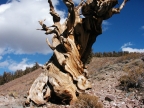 Ancient Bristlecone Pine: 1024x768